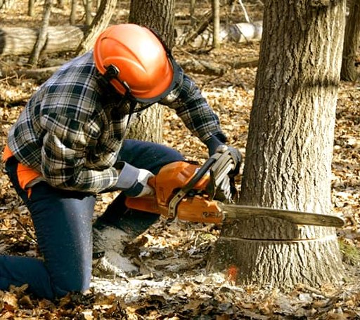 Tree Removal in Kingston, GA